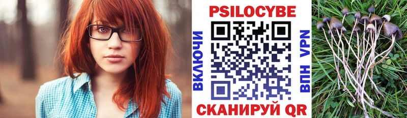 цена Осташков Псилоцибиновые грибы Psilocybe